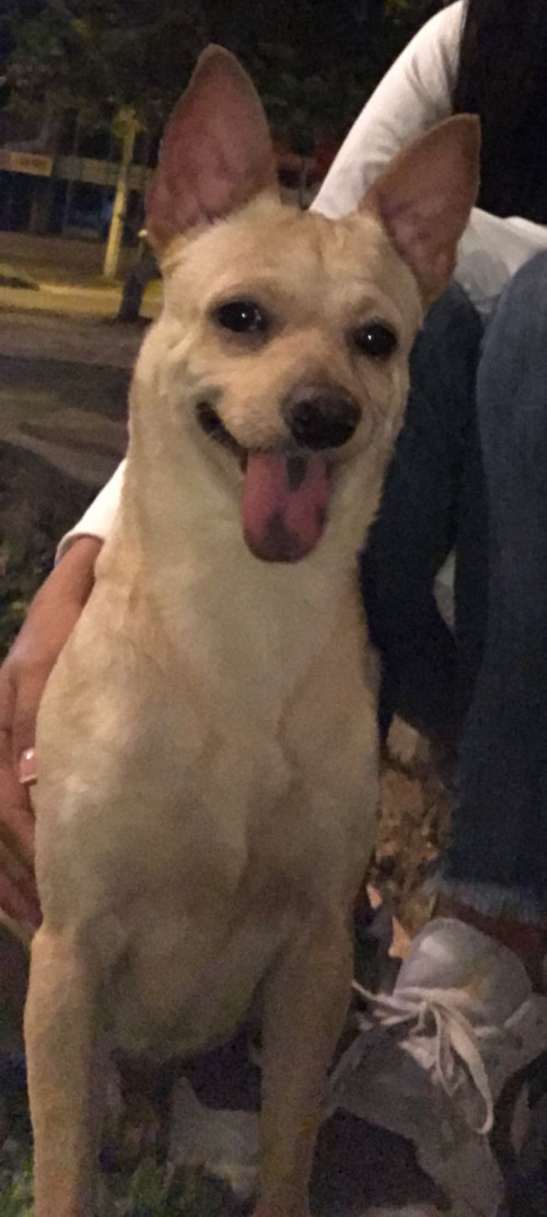 Benji