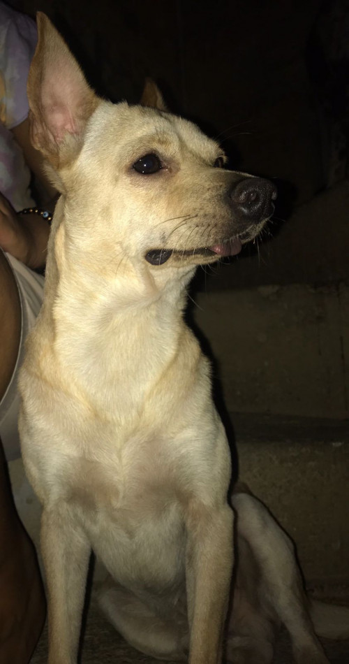 Benji