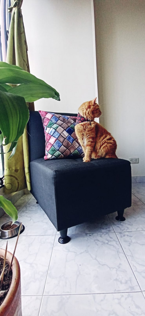 Paco