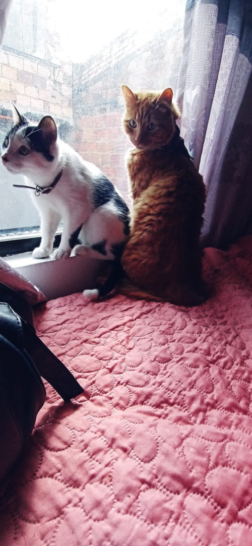 Paco