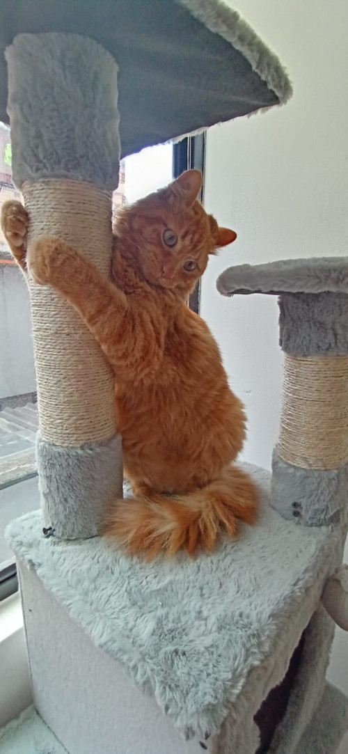 Paco