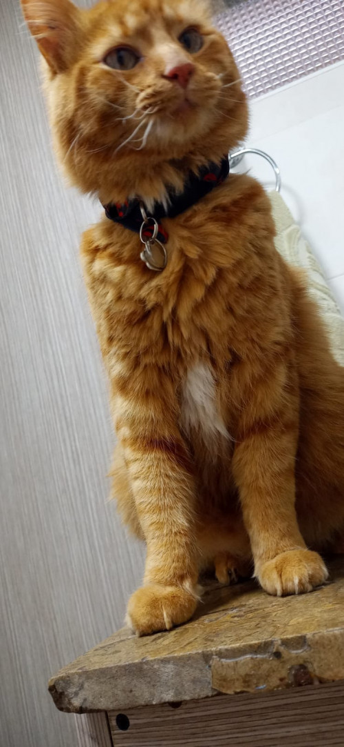 Paco
