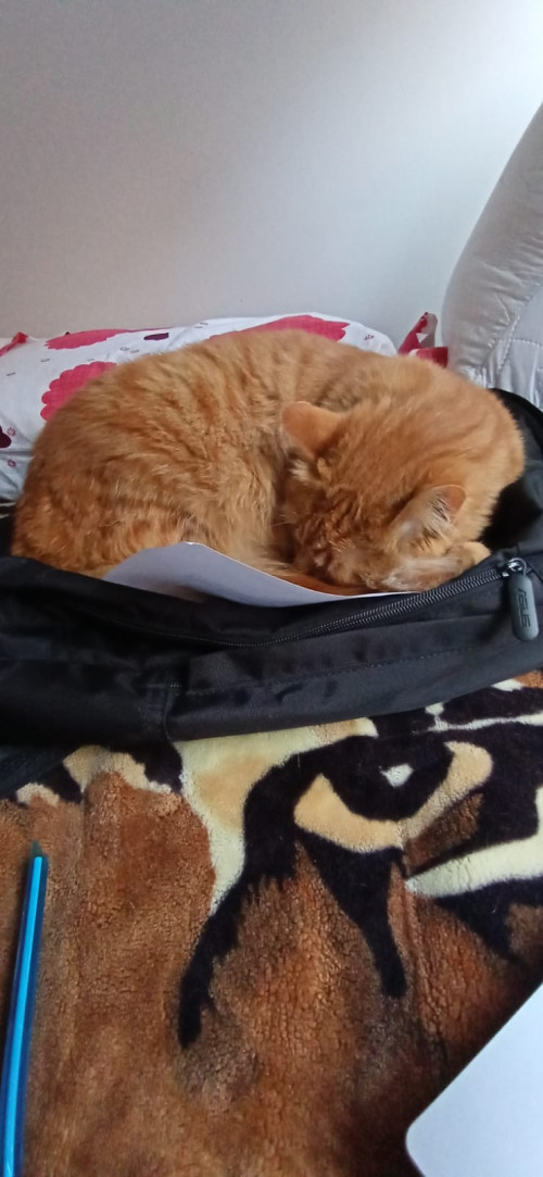 Paco
