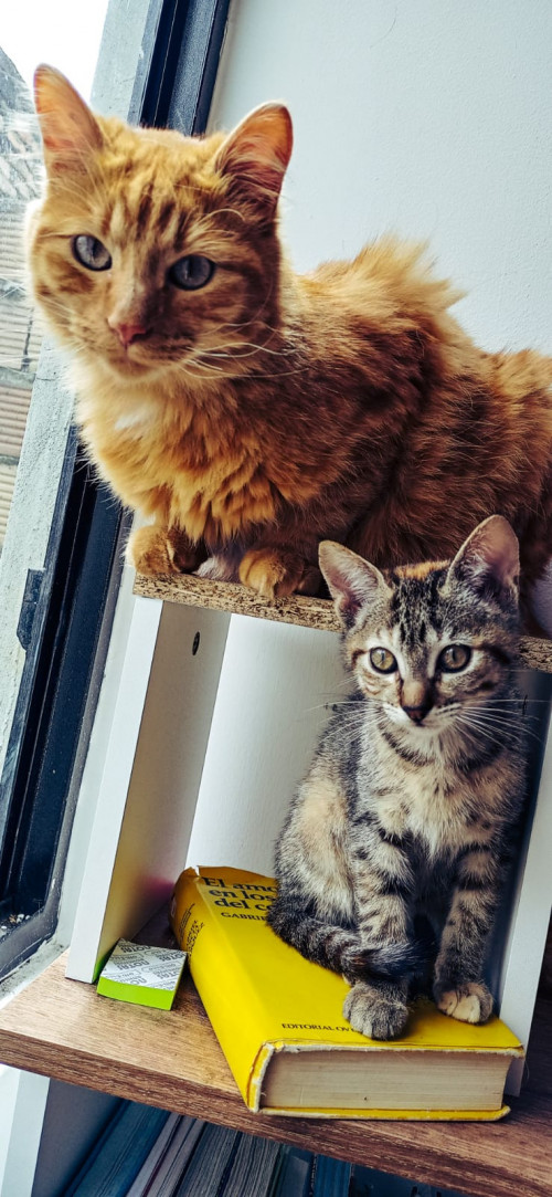 Paco