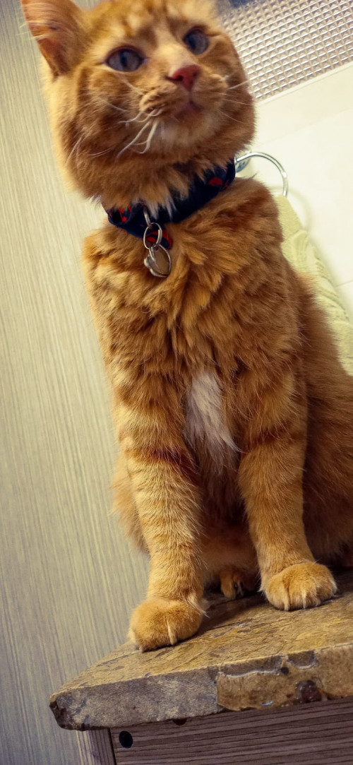 Paco
