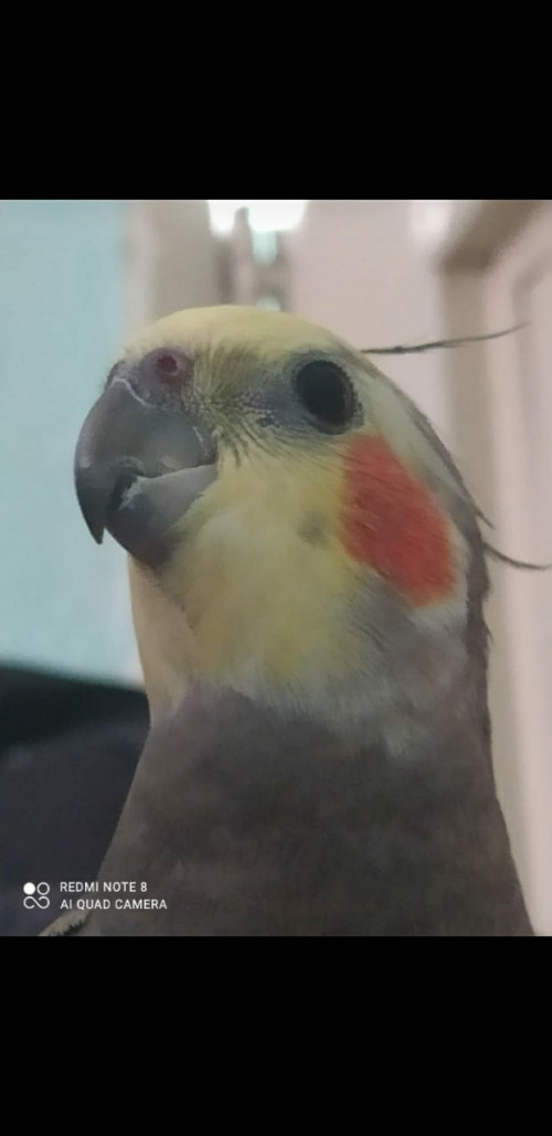 Lola
