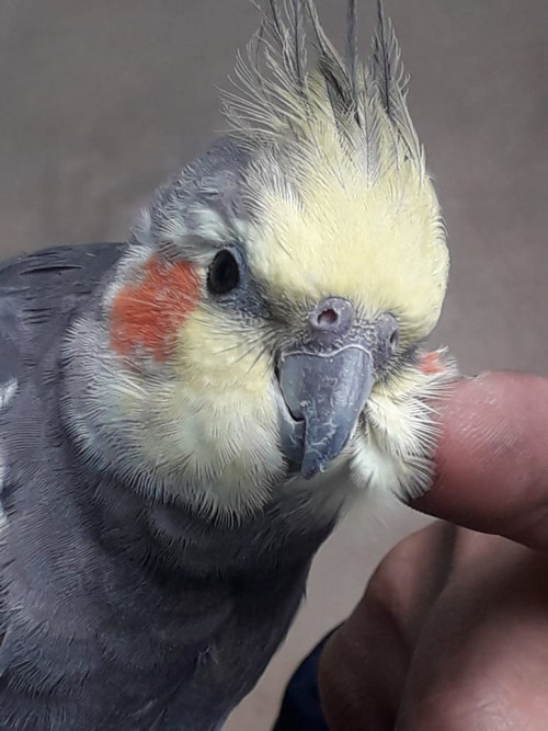 Lola