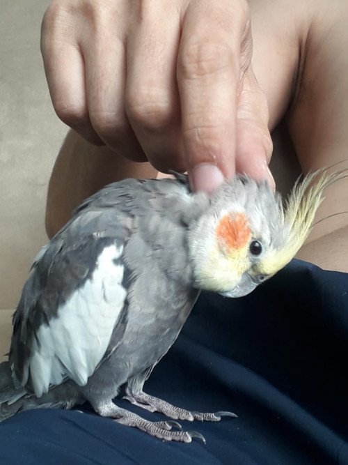 Lola