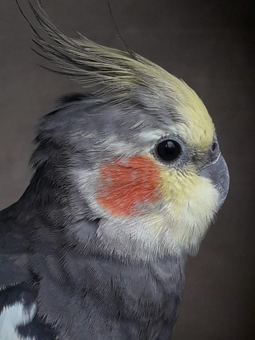 Lola