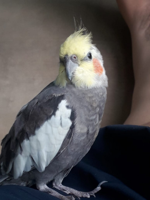 Lola