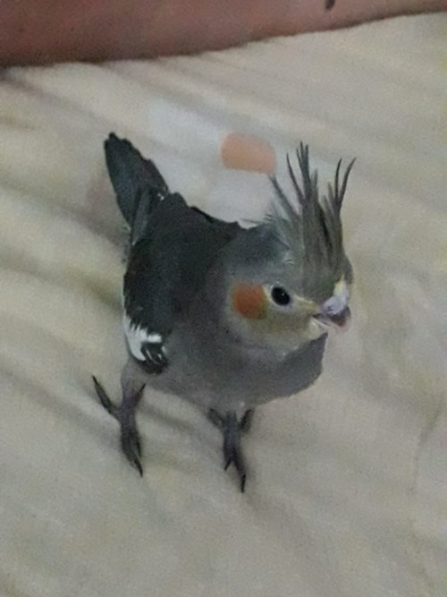 Lola