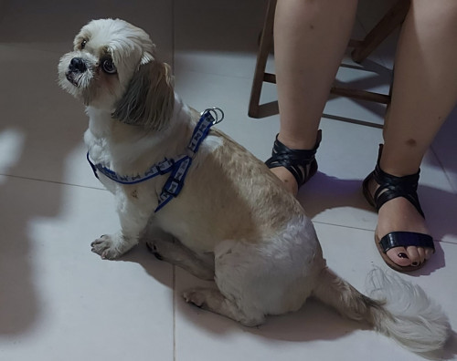 Joaco