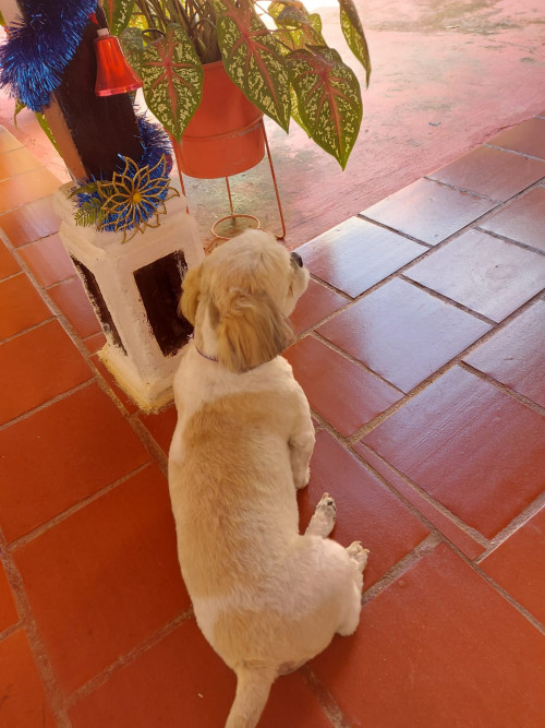 Joaco