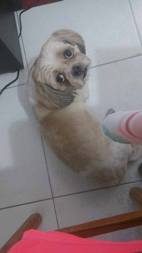 Joaco