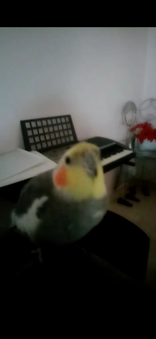 Pepe Grillo