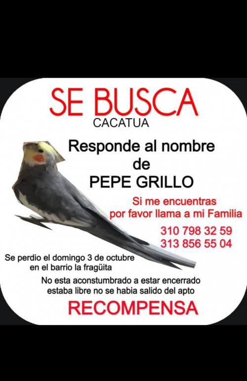 Pepe Grillo