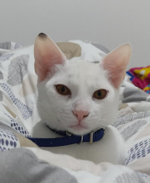 Merlin