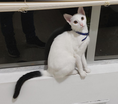 Merlin