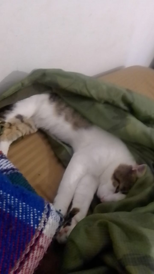 Manchas