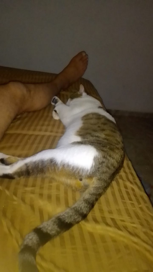Manchas