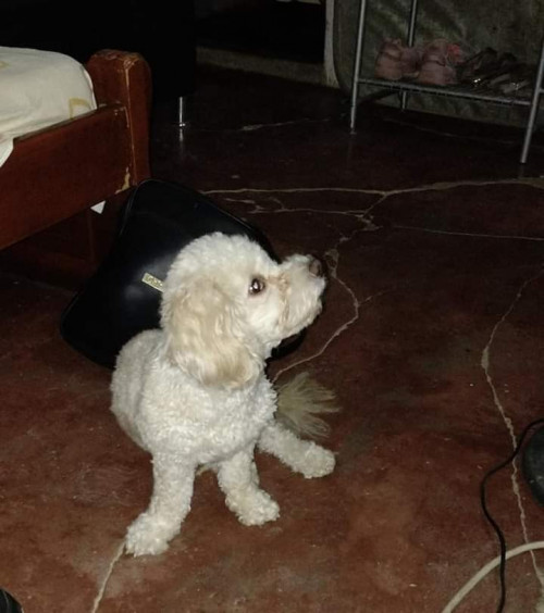 Tonny