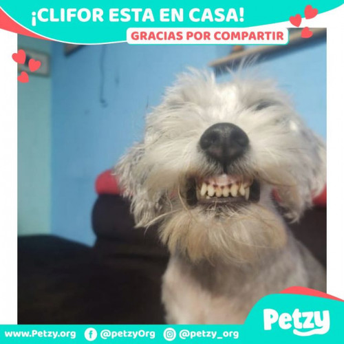 Foto de mascota Clifor
