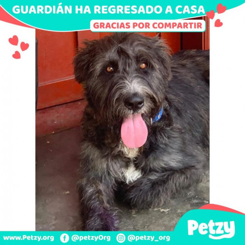 Foto de mascota Guardián