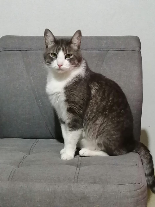 Tobías