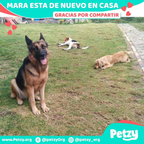 Foto de mascota Mara