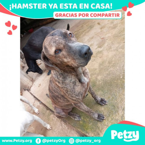 Foto de mascota Hamster