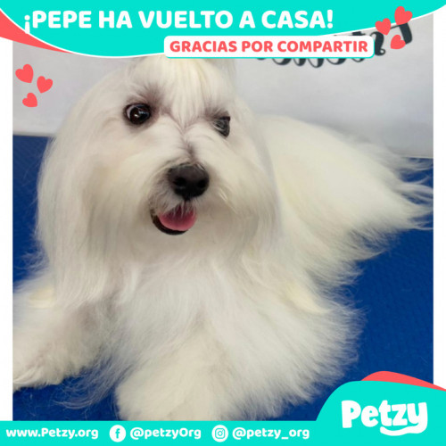 Foto de mascota Pepe