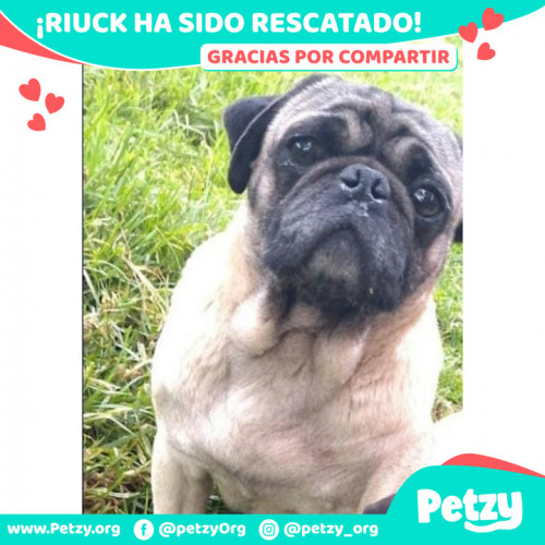 Foto de mascota Riuck