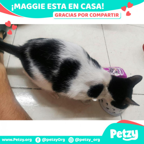 Foto de mascota Maggie