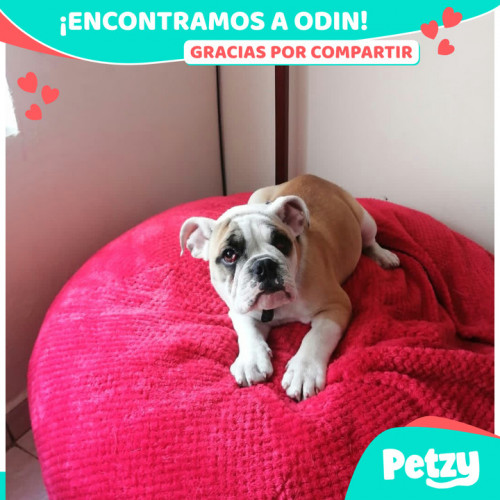 Foto de mascota Odin