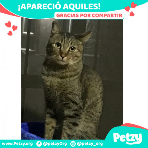 Foto de mascota Aquiles