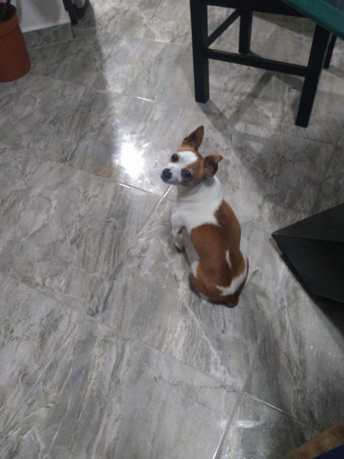 Toby