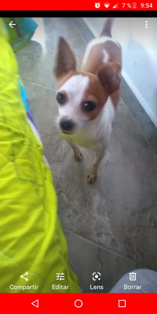 Toby