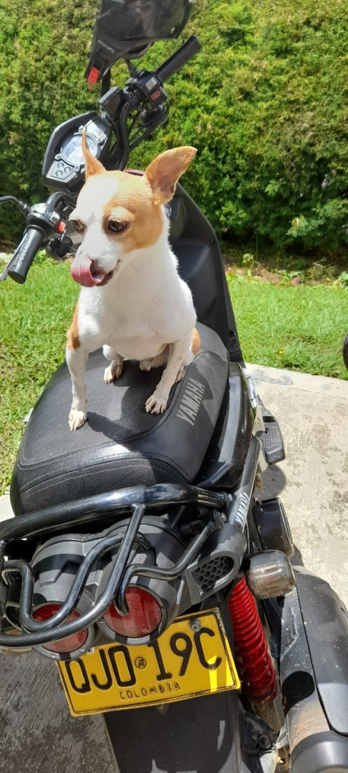 Toby