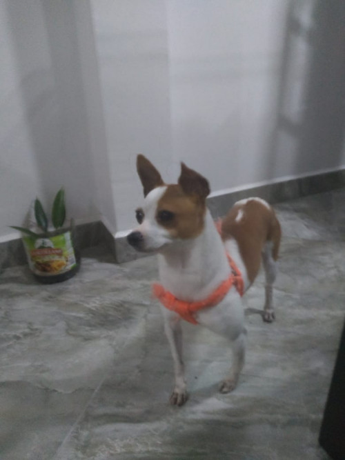 Toby