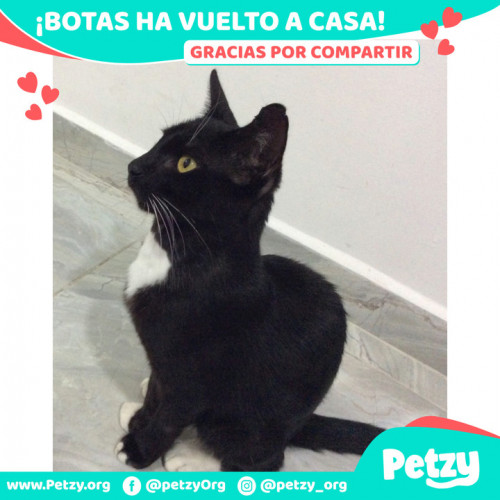 Foto de mascota Botas