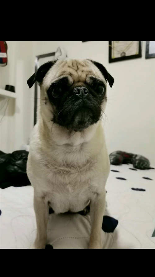 Channel Ayazo
