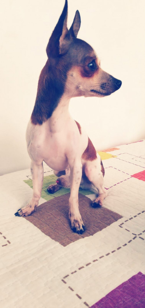 Coco