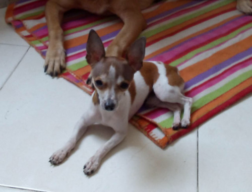 Coco