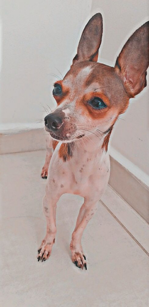 Coco