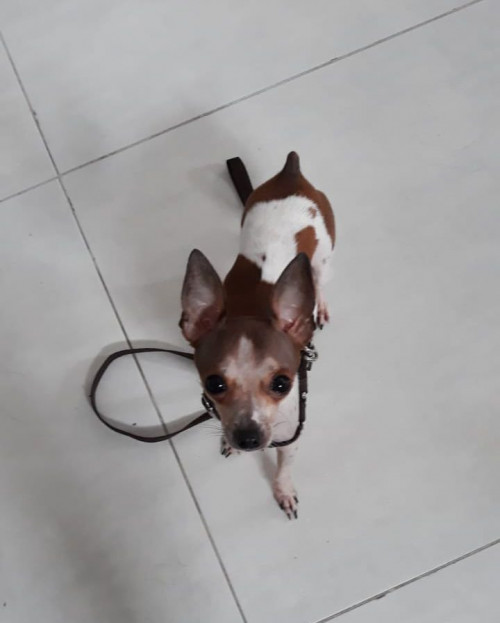 Coco