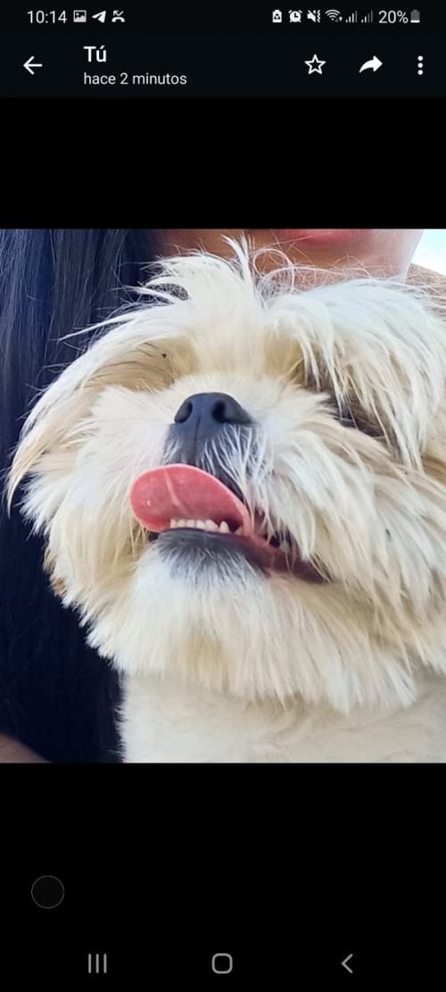 Toby
