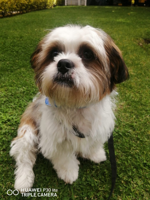 Panchito