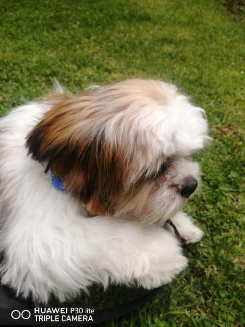 Panchito