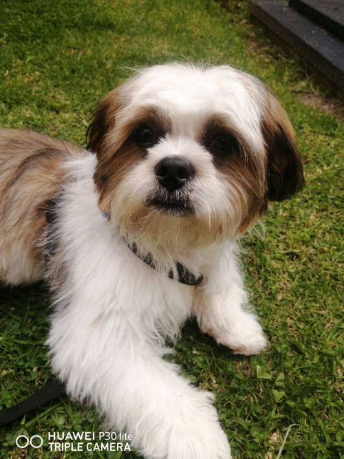 Panchito