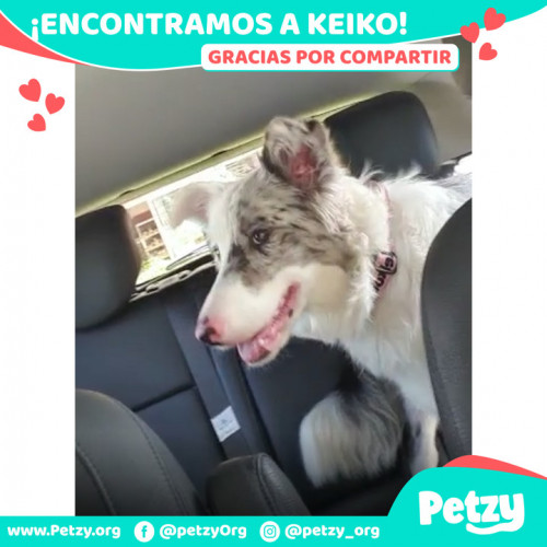 Foto de mascota Keiko Uribe
